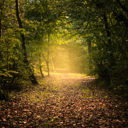 A leaf-covered path curving away through a dense green wood, with sunlight breaking through the trees ahead.