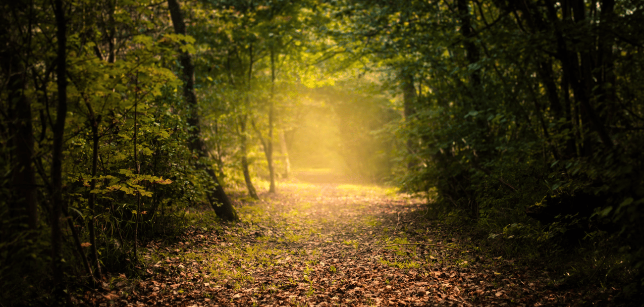 A leaf-covered path curving away through a dense green wood, with sunlight breaking through the trees ahead.