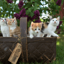 Four kittens climbing out of a wicker basket on a lawn, with lilac bushes flowering behind them.