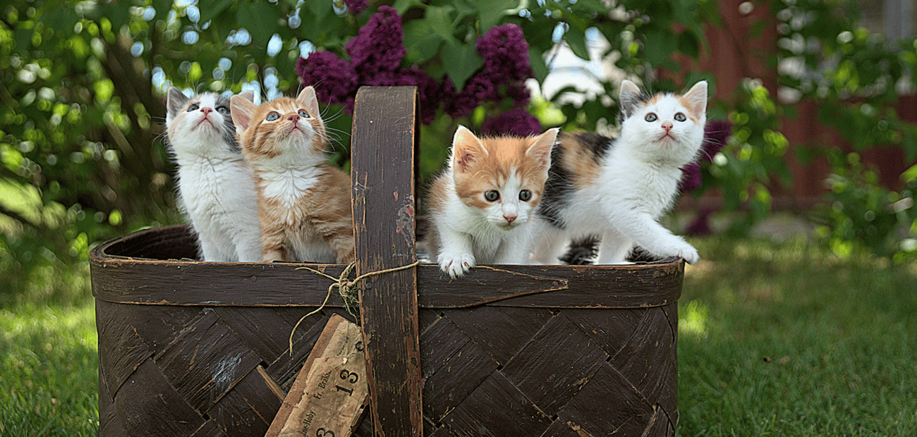 Four kittens climbing out of a wicker basket on a lawn, with lilac bushes flowering behind them.