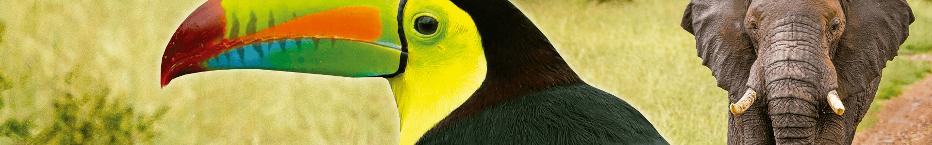 banner de quem e esse nariz elefante tucano com bico de varias cores