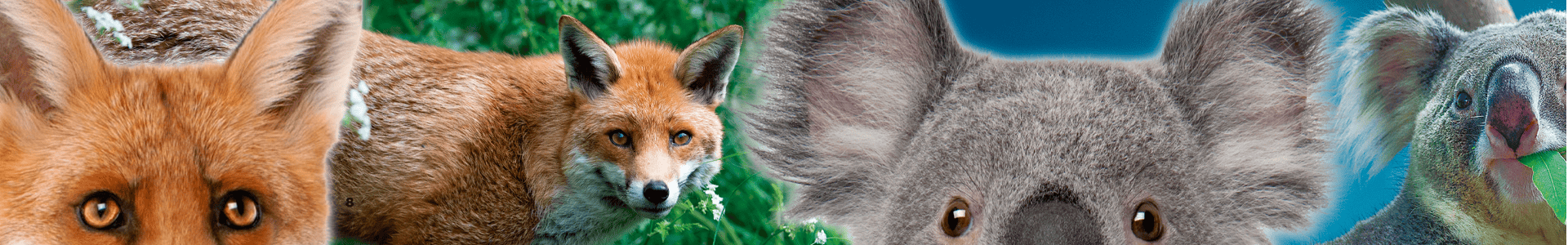 banner de quem sao essas orelhas raposas e coalas olhando