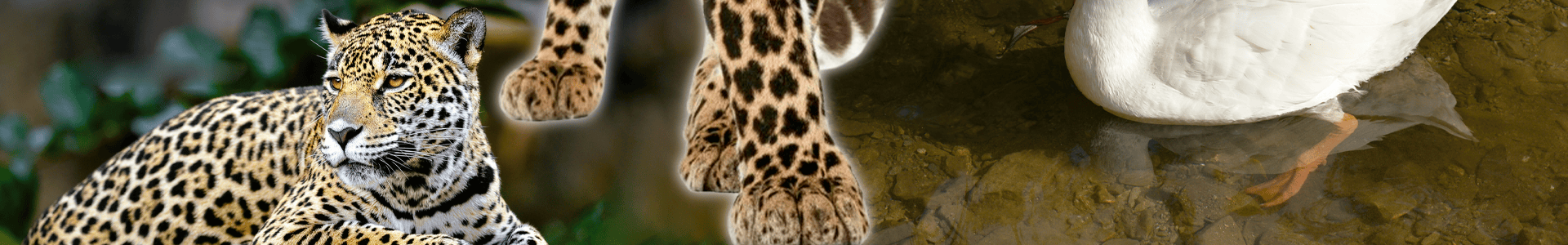 banner de quem sao esses pes patas de uma onca pintada