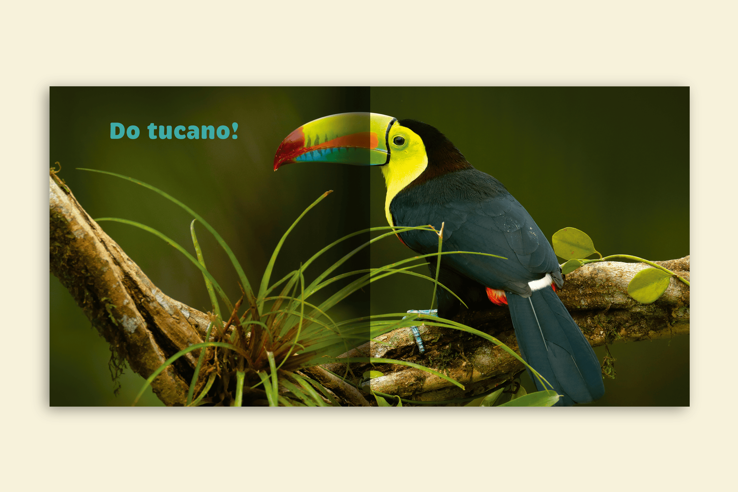 de quem e esse nariz tucano em cima do galho editora via ludica