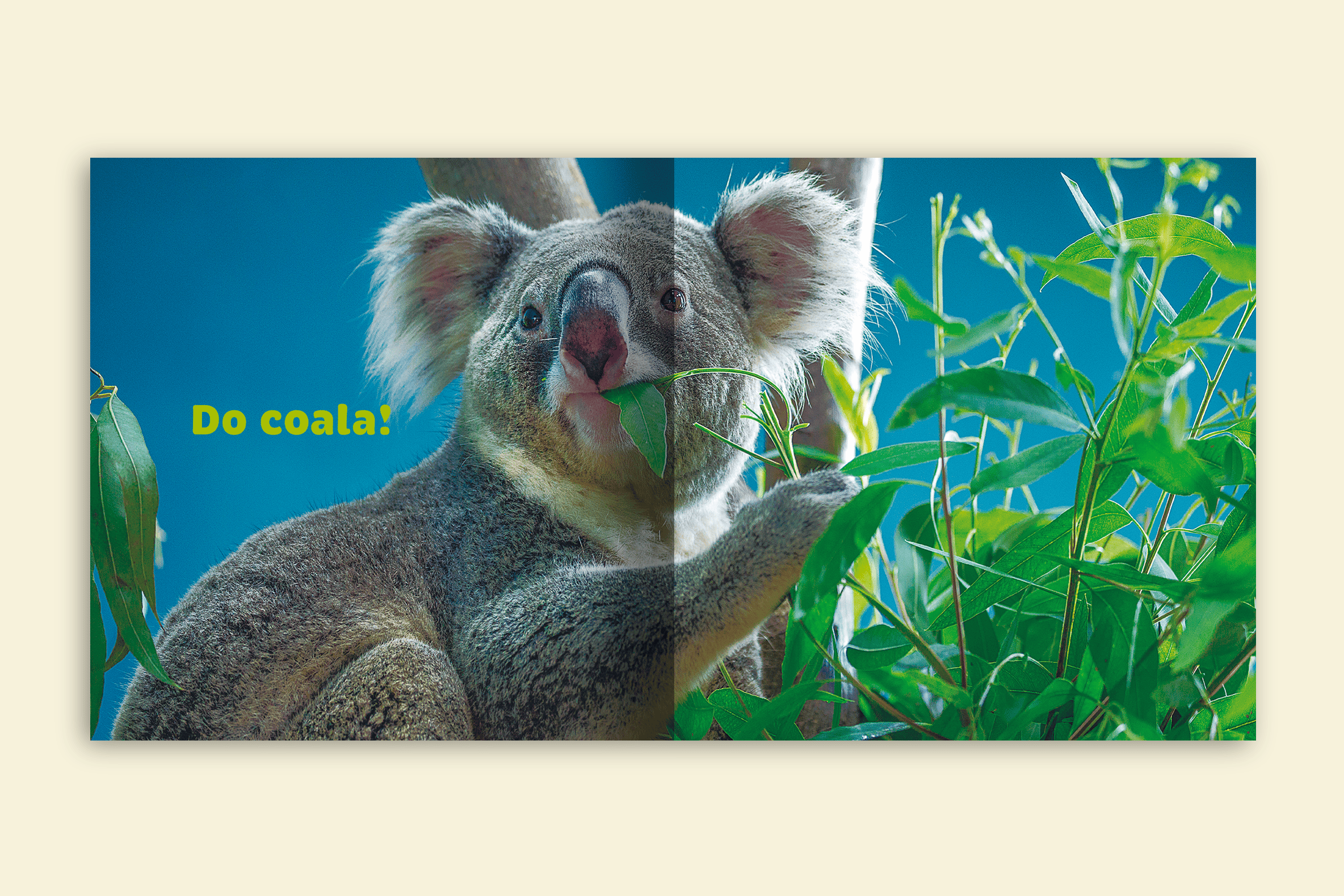 de quem sao essas orelhas coala comendo folhas editora via ludica