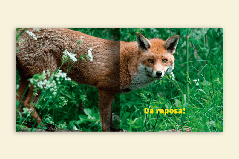 de quem sao essas orelhas raposa na floresta editora via ludica