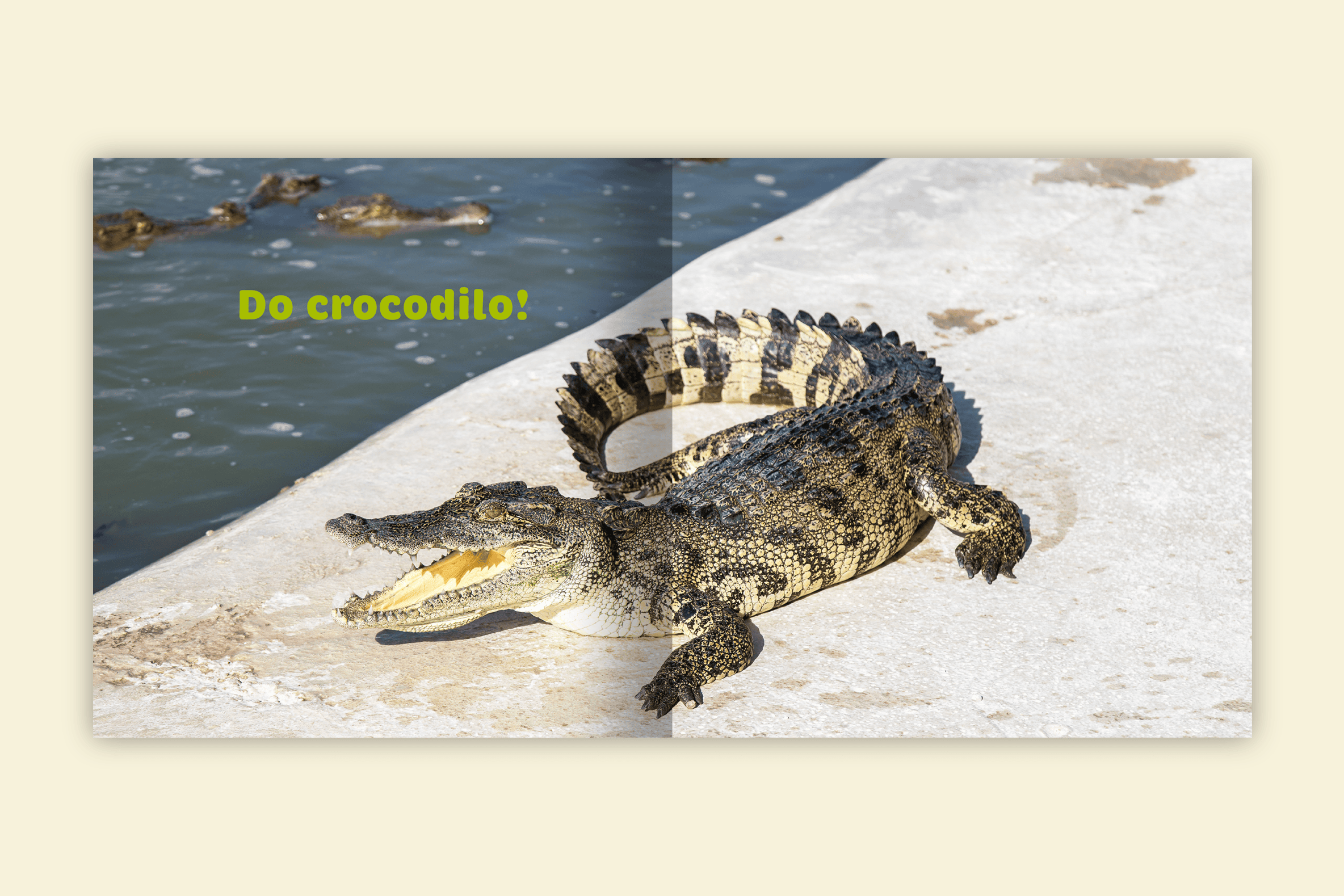 de quem sao esses pes crocodilo risada pantano cauda curva editora via ludica