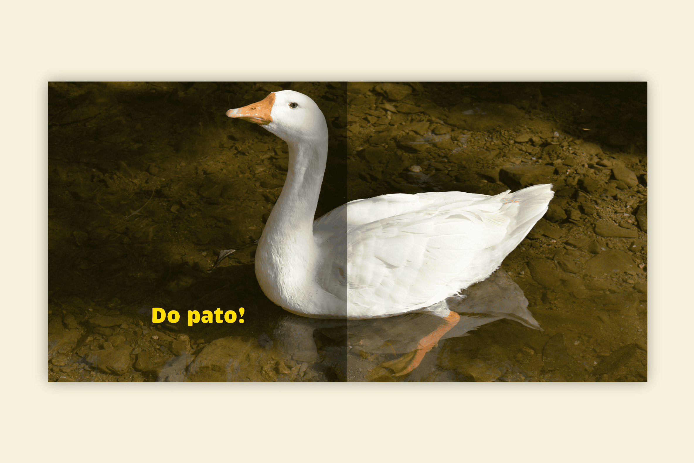 de quem sao esses pes pato lago animal branco agua pedras editora via ludica