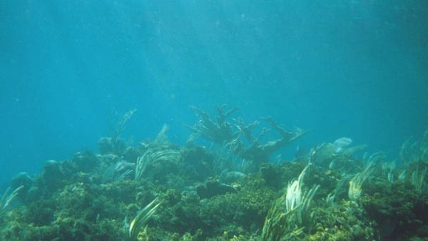 San Salvador Bahamas Cruise Port: Expert Shore Excursions Guide