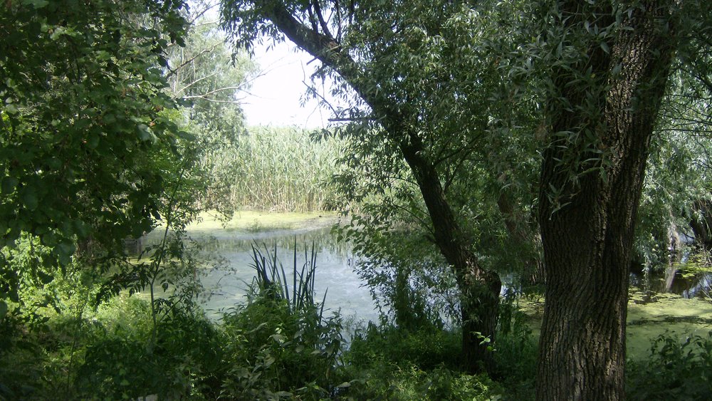 Silistra
