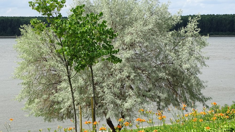 Silistra