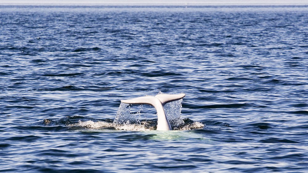 Tadoussac