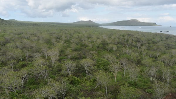 Floreana Cruise Guide: Expedition Landings & Expert Tips