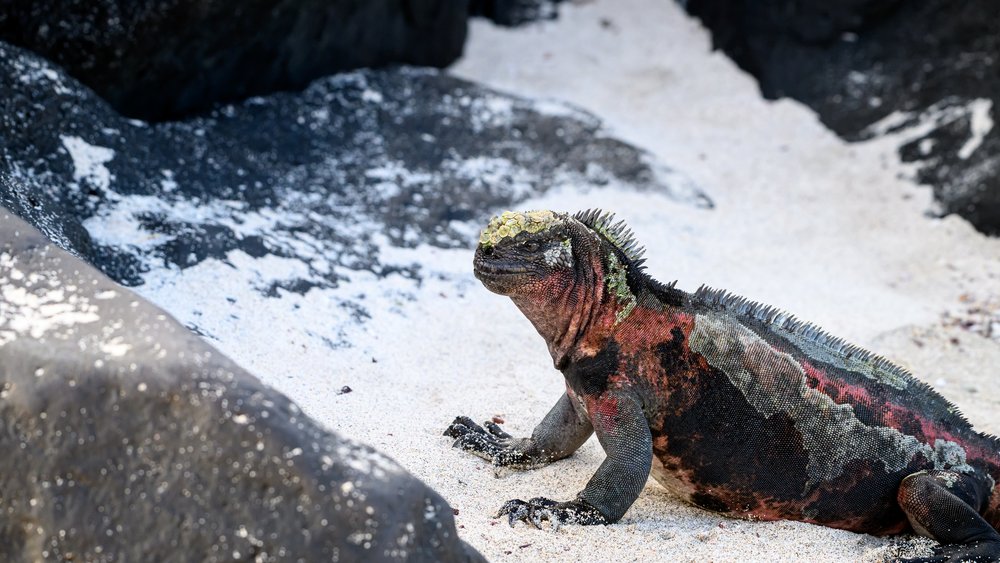 Galapagos