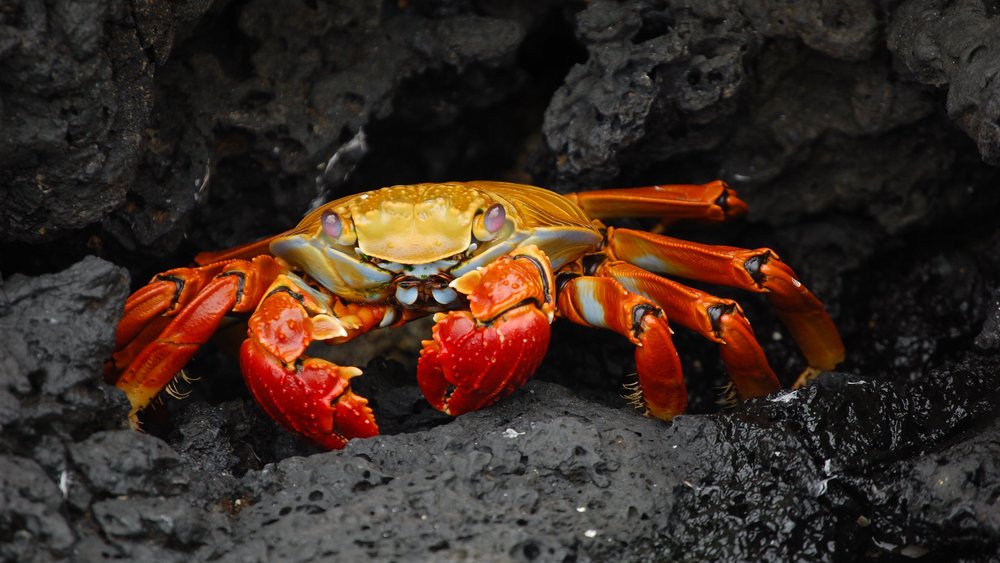 Galapagos