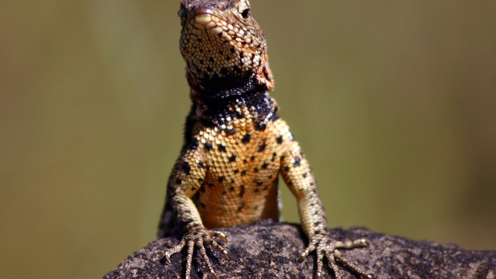 Galapagos