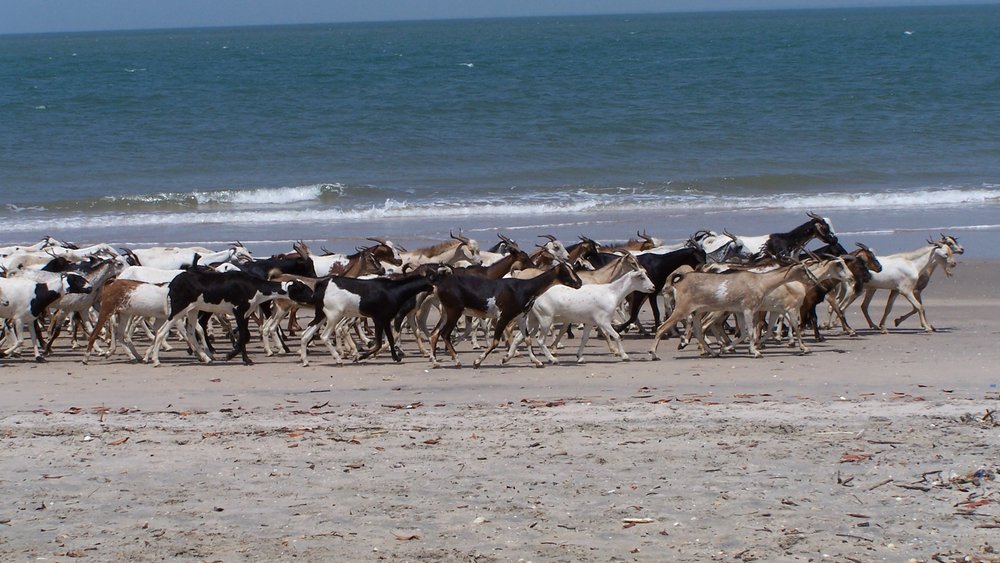 Banjul