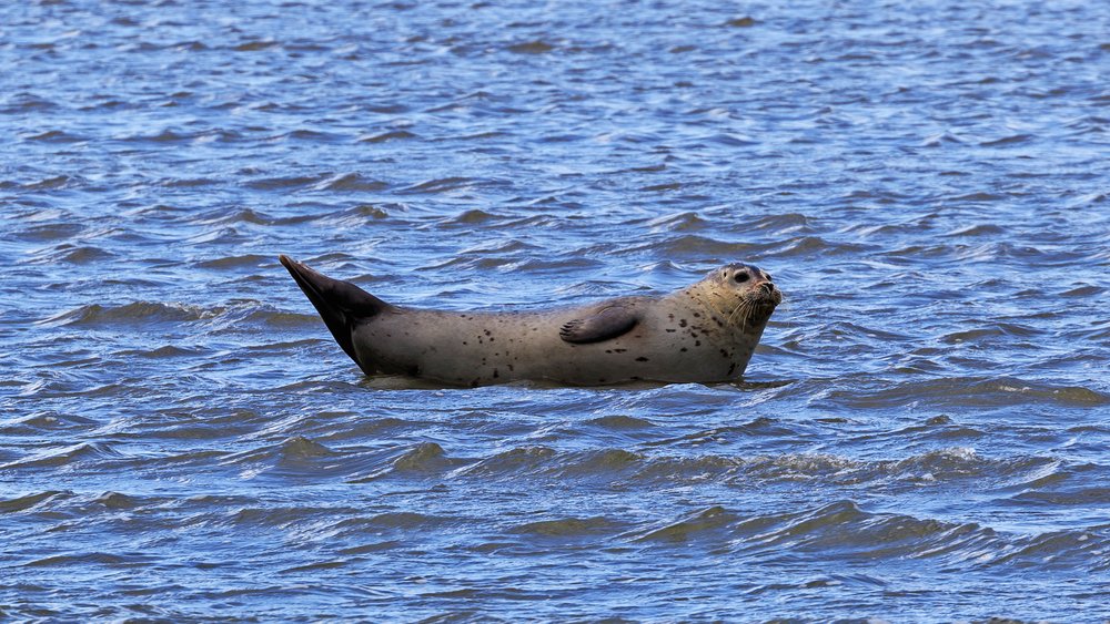 Cuxhaven