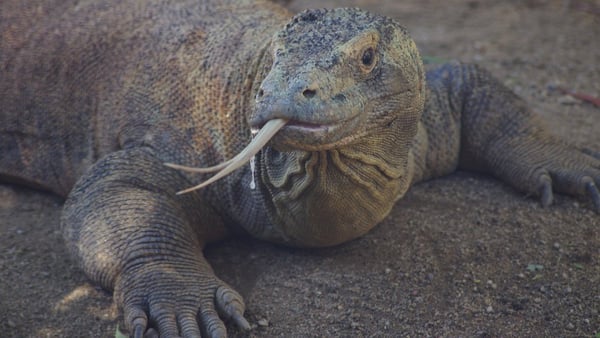 Pulau Komodo | Indonesia Cruise Port