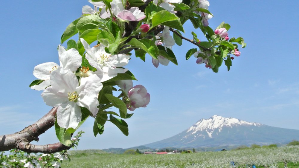 Aomori