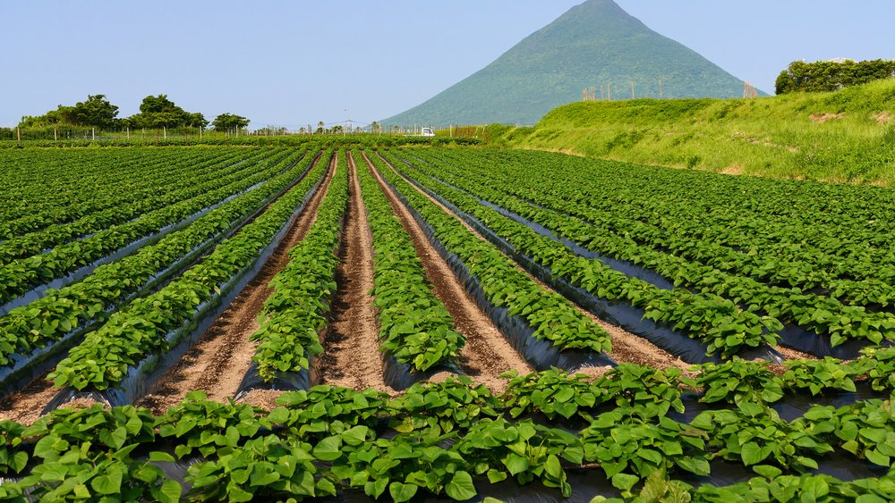 Kagoshima