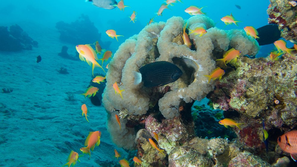 Aqaba