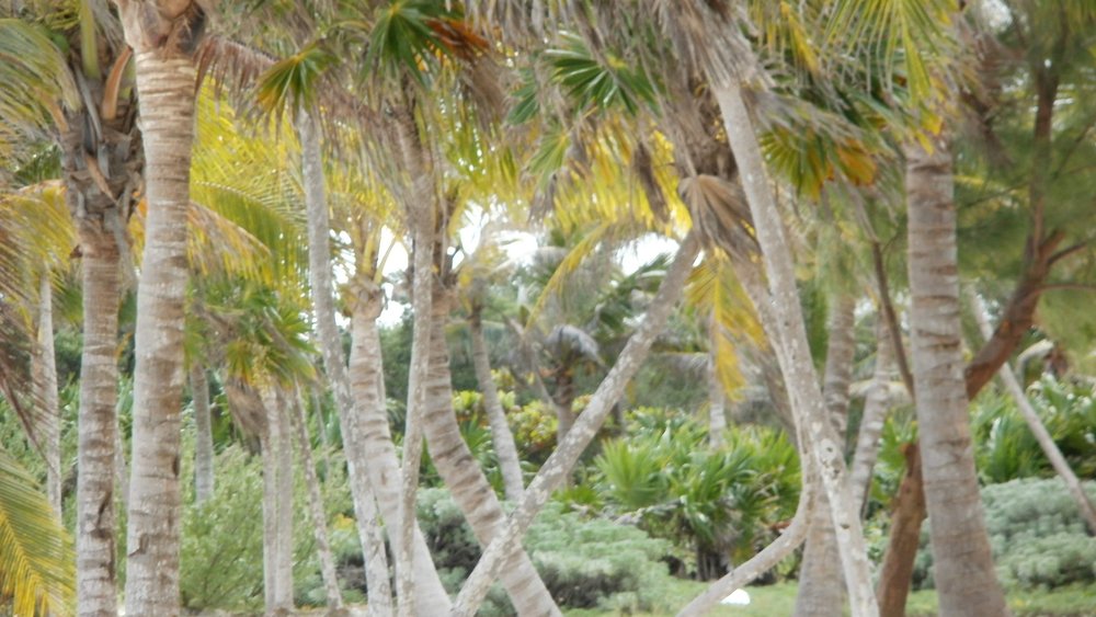 Playa Del Carmen