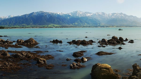 Kaikoura Cruise Port: Whale Watching & Expert Shore Guide