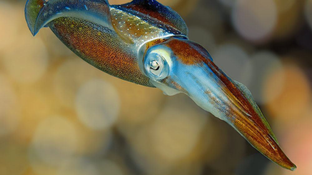 Bonaire