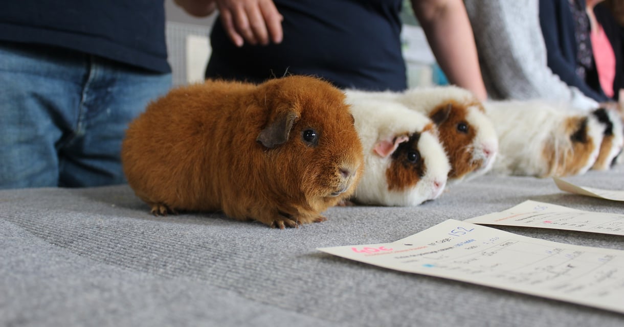 The Keepers Of The Pigs (PG) + Director Q&A