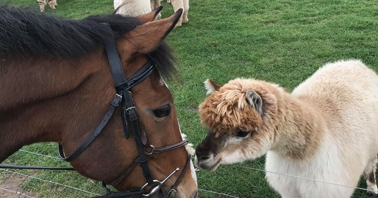 Charnwood Forest Alpacas