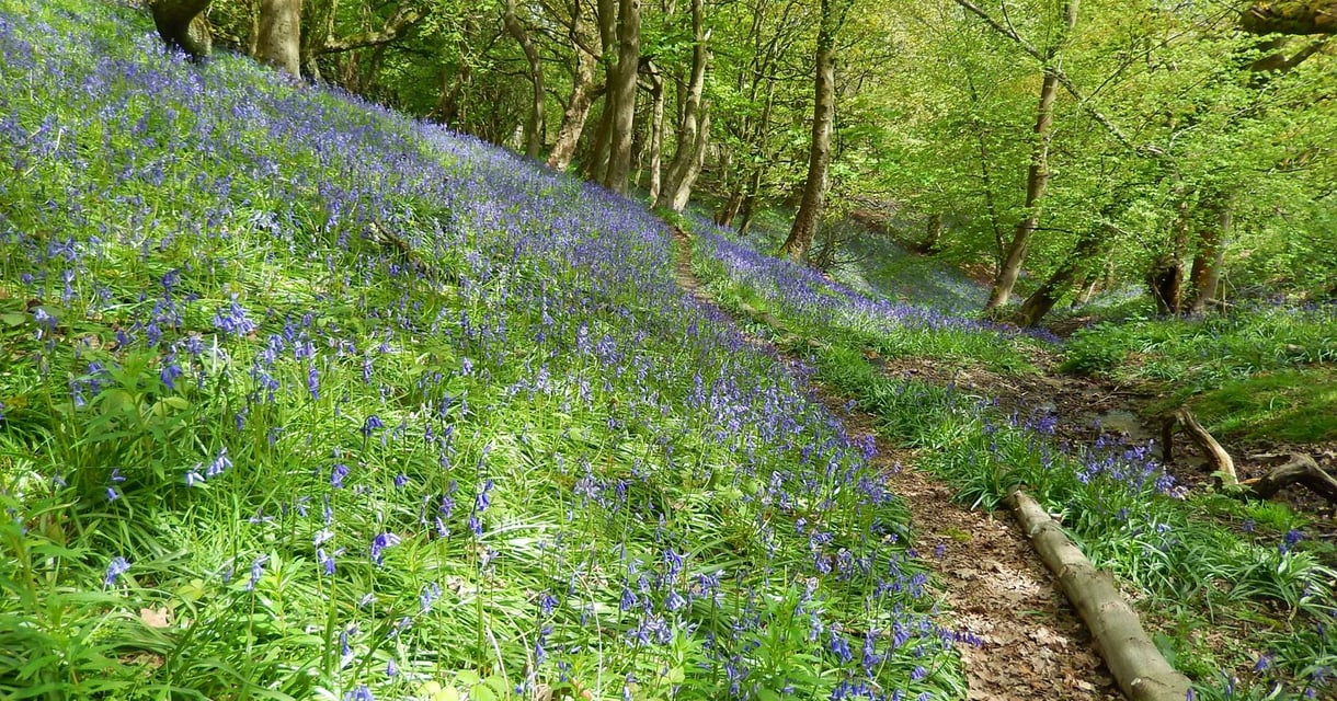 Hackwood 3 Mile Circular Walk – Step-by-Step Guide