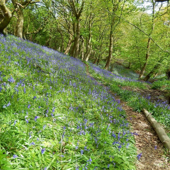 Hackwood 3 Mile Circular Walk – Step-by-Step Guide