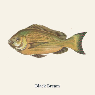 Black Bream, Large