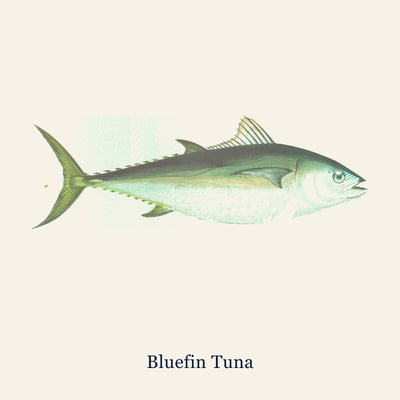 Cornish Bluefin Tuna Loin, Small