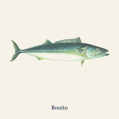 Bonito