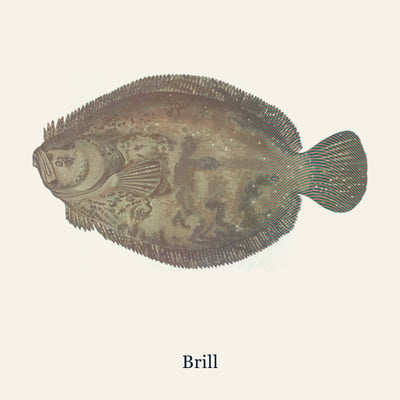Brill, Medium