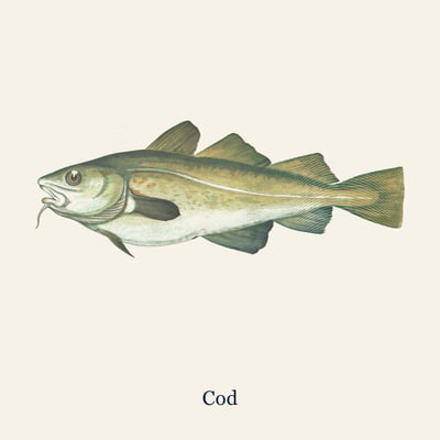 Cod Fillet, Whole fillet