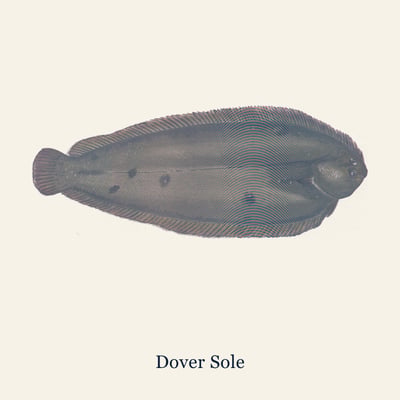 Dover Sole, Medium
