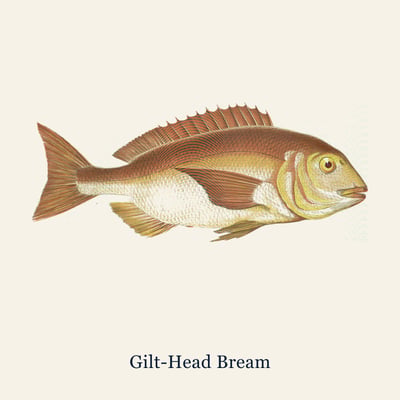 Gilt-Head Bream, Farmed, Large