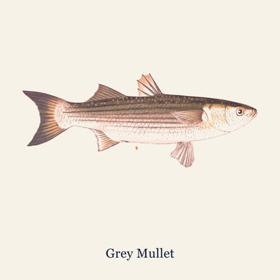 Grey Mullet