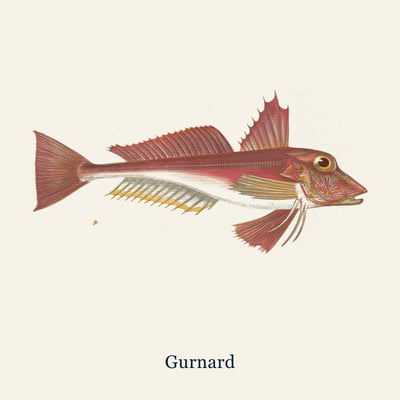 Gurnard, Large