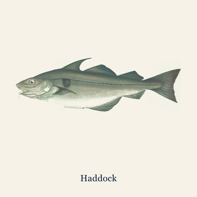 Haddock Fillet, 2 fillets
