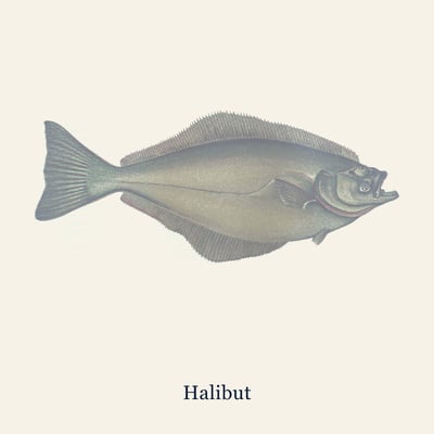 Halibut Portions, Farmed