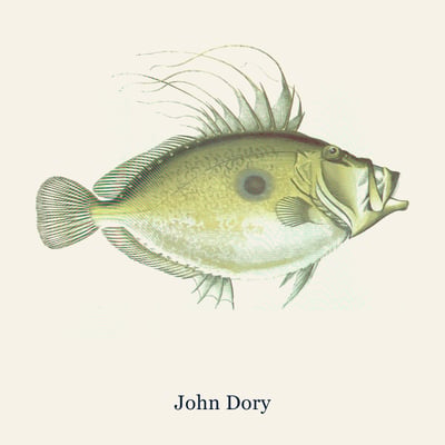 John Dory, Large