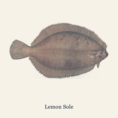 Lemon Sole, Medium