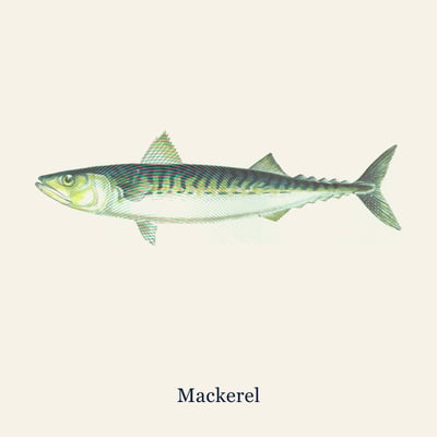 Mackerel, Line Caught