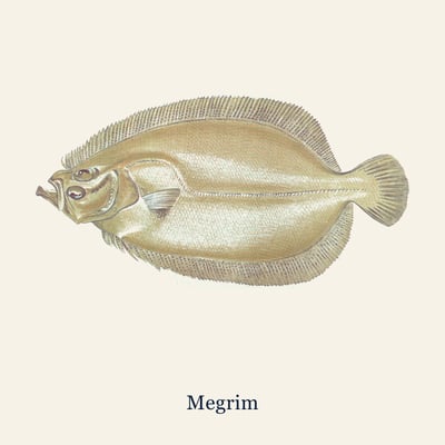 Megrim (Cornish Sole), Large