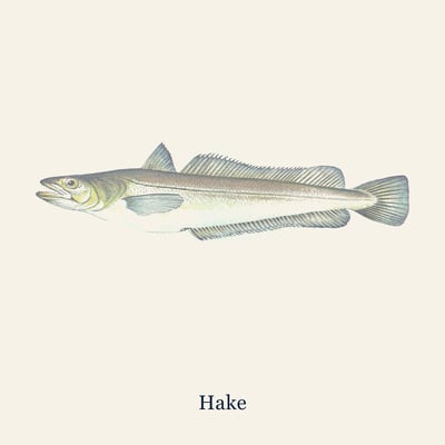 Hake, Small · min 2kg