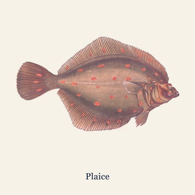 Plaice, Extra large